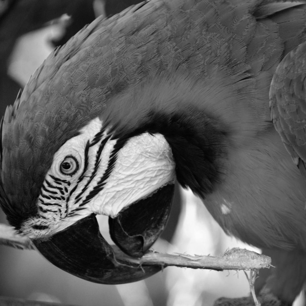 A propos 1 Eye 0114 Cairns zoo
