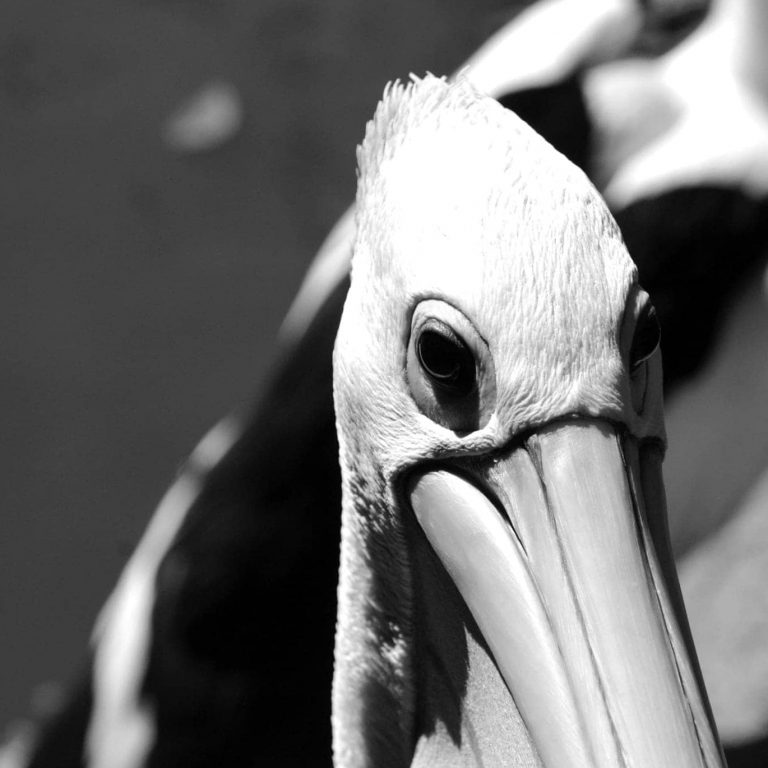 Eye 0107 Cairns zoo