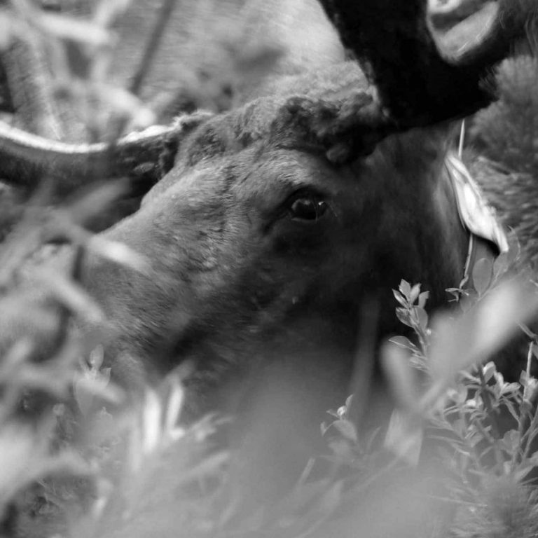 Tarifs & devis relecture Eye moose_Colorado
