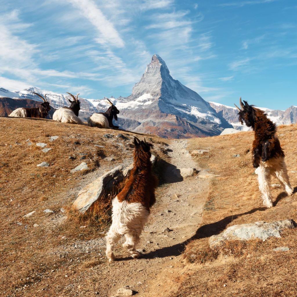 Fighting goats on Matterhorn Cervino peak background near Stellisee lake in Swiss Alps. Zermatt resort location, Switzerland. Landscape photography